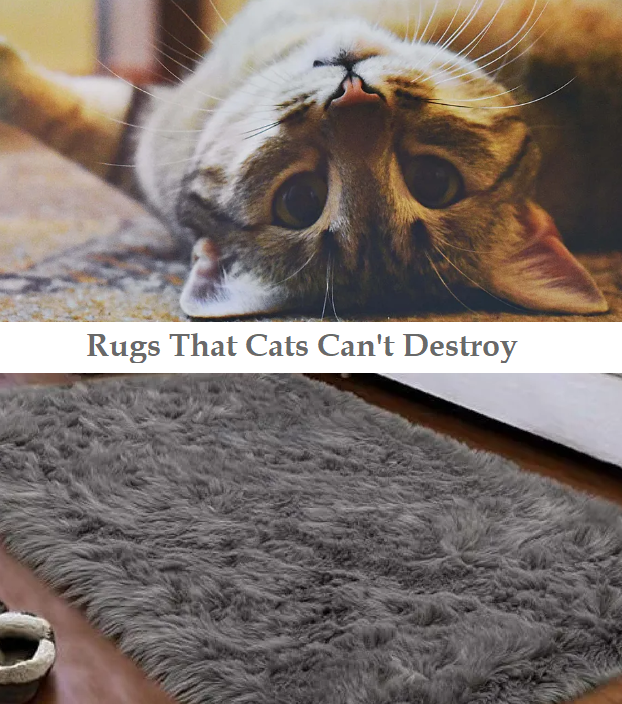 Rugs That Cats Can't Destroy