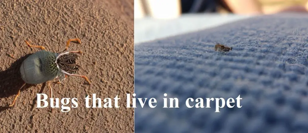 Bugs That Live In Carpet That Bite