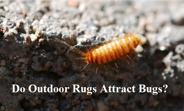 Do Outdoor Rugs Attract Bugs?
